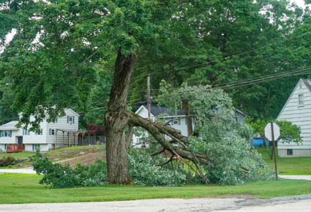 Professional Tree Services in Port Byron, IL