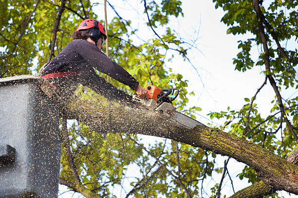 Tree and Shrub Care in Port Byron, IL